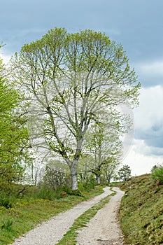 Silhouettes of trees in spring in the mountain