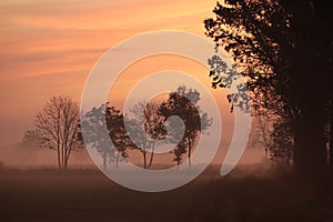 silhouettes of trees on a sunny foggy morning in the field misty autumn weather during sunrise