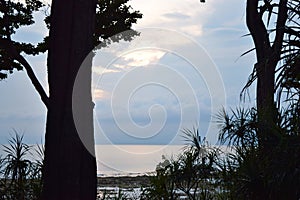 Silhouettes of Trees, Trunks, Leaves, and Grass against background of Clouds and Sea - Abstract Natural Background