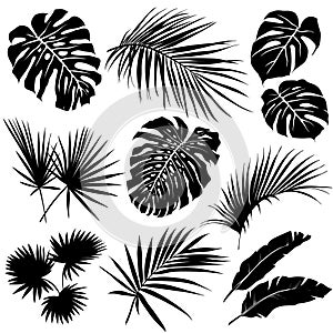 Silhouettes of tropical leaves.