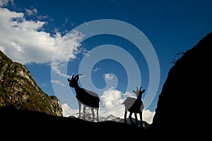 Silhouettes of two goats in the mountains
