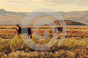 Silhouettes of two horses grazing on the green pasture in sunset sun. Torres Del Paine National Park, Patagonia, Chile