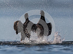 Silhouettes of two black coots fulica atra fighting in water