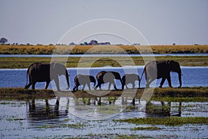 Silhouettes of walking elephant family