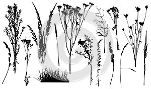 Silhouettes of weed plants, set of wild plants and grass. Vector illustration