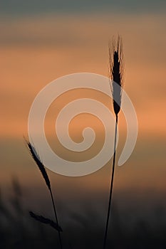 Silhouettes of wheat-ears