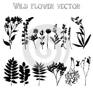 Silhouettes of wild flowers and leaves vector