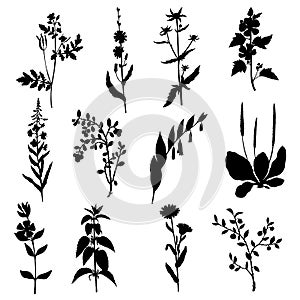 Silhouettes of wild plants