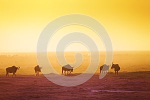 The silhouettes of wildebeests over sunset savanna