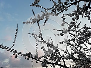 The silhouetts of the blossom branches of cherry tree photo
