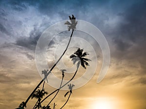 Silhouettte of high coconut palms on the tropical island against sunset evening sky photo
