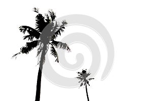 Silhoulette of palm trees