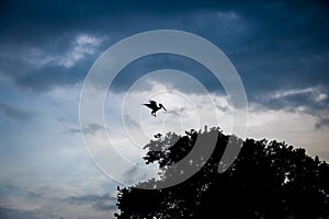 Silhoute of a brown pelican landing on a tree - Panama City, Panama