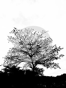 Silhoute of a tree