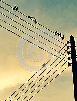 Silhoutte of a birds perched on an electricity pole ini the morning photo