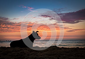 Silhoutte of a dog at sunset on a beach photo