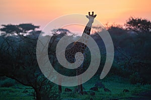 Silhoutte of Giraffe in a vibrant early morning african landscape at the foot of a volcano Kilimanjaro, Amboseli national park,