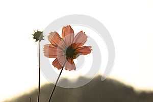 Silhoutte of a pink aster flower photo