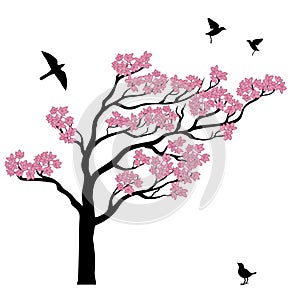 Silhoutte of sakura tree with birds