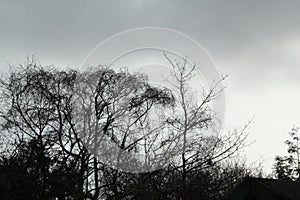 Silhoutted Tree branches against Grey Skies