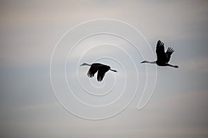 The silhouttes of sandhill cranes in flight