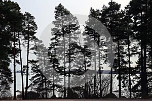 Silhouttes of Trees during the Winter Season in Finland