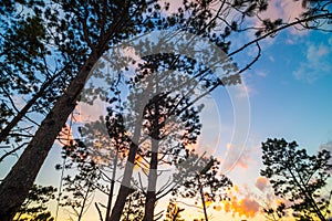 Silhuate tree on the mountain sunset