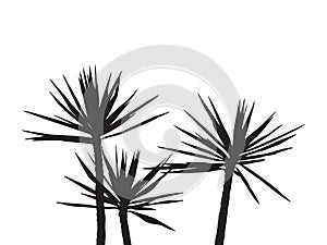 Silhuette Palm on the white background