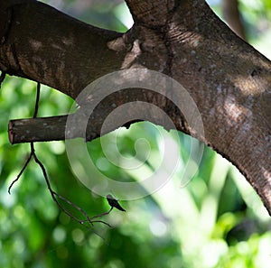 Silhyouette of a hummingbird on a branch