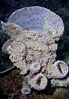 Siliceous Sponges photo