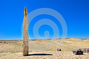 Silicified wood from the Jungar Basin in Xinjiang, also known as wood fossils