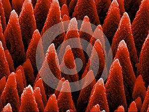 Silicon micro-structures photo