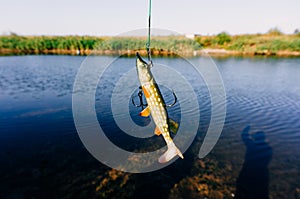 Silicon pike fishing lure