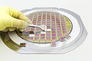Silicon wafer with microchips, fixed in a holder with a steel frame on a gray background after the process of dicing. Microchip