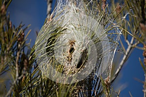 silk bag on the pine