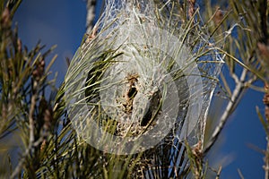 silk bag on the pine photo