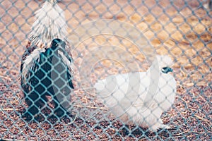 A silk chicken rooster and hen in a coop behind a metallic fence