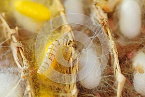 Silk Cocoon photo