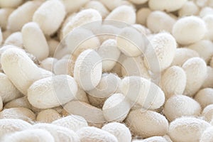 Silk cocoon that is processed to yield silk fiber