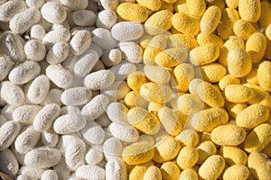 Silk Cocoon white yellow Close-up