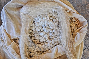 Silk cocoons