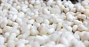 Silk Cocoons