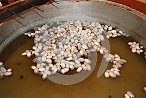 Silk cocoons in boiling water