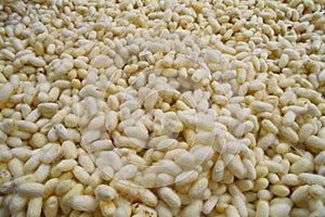 Silk cocoons, India