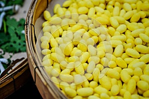 Silk cocoons before privatization