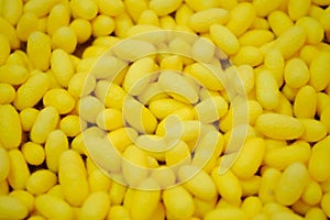 Silk cocoons before privatization