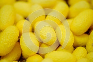 Silk cocoons before privatization