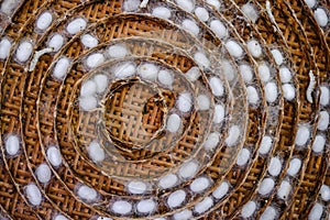 Silk cocoons before privatization