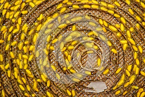 Silk cocoons before privatization