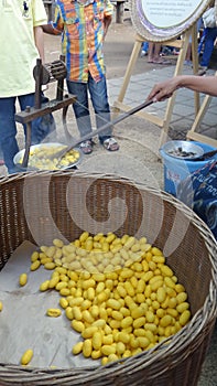 Silk cocoons ready for spinning silk